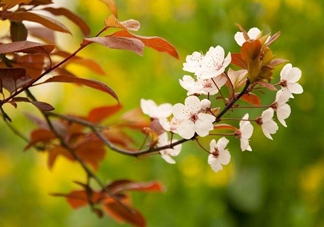 紫葉李什么時(shí)候開花？紫葉李什么時(shí)候成熟