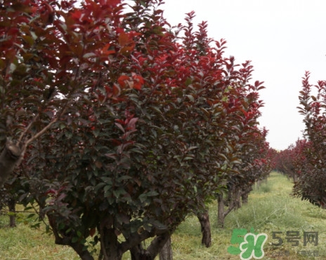 紫葉李什么時(shí)候開(kāi)花？紫葉李什么時(shí)候成熟