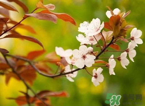 紫葉李什么時(shí)候開(kāi)花？紫葉李什么時(shí)候成熟