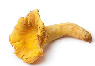 雞油菌多少錢一斤？雞油菌和雞樅菌有什么區(qū)別