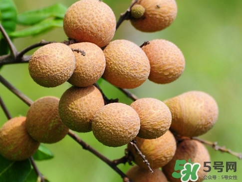 龍眼每天吃多少合適？龍眼一天最多吃幾個(gè)