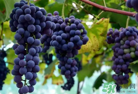 夏黑葡萄為什么掉色？夏黑葡萄怎么會染色？