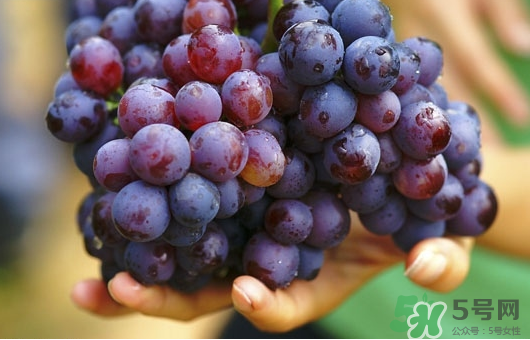 夏黑葡萄可以釀酒嗎？夏黑葡萄怎么自釀酒？