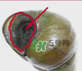 田螺里面都可以吃嗎？田螺不能和什么同食