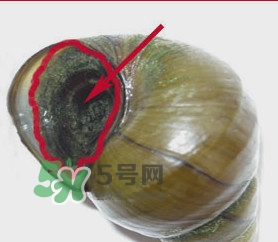 吃田螺有什么好處？田螺哪些部位不能吃