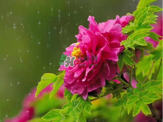 2017大暑會不會下雨？2017大暑下雨好嗎？