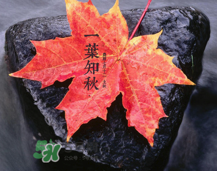 立秋后就是秋天了嗎？立秋后就涼快了嗎？