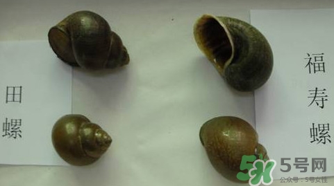 福壽螺吃了會怎樣？福壽螺有什么危害？