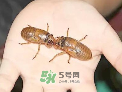 爬叉什么時(shí)候出來(lái)？爬叉怎么保存