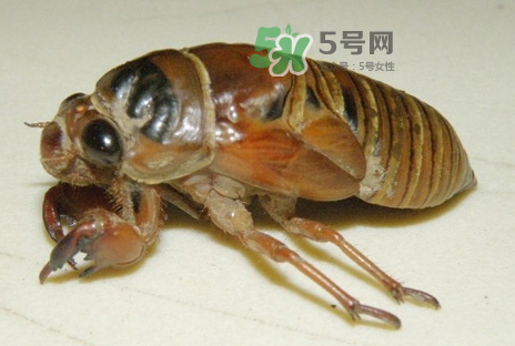 金蟬有什么營養(yǎng)價(jià)值？吃金蟬有什么好處？