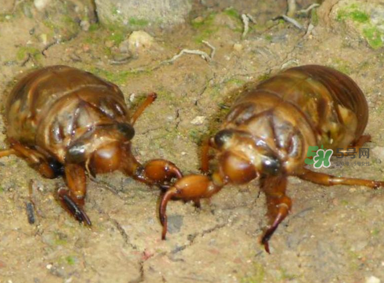 金蟬有什么營養(yǎng)價(jià)值？吃金蟬有什么好處？