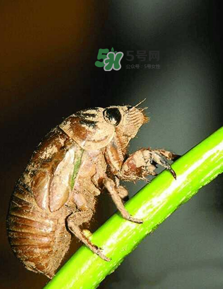 金蟬有寄生蟲嗎？金蟬有毒嗎？