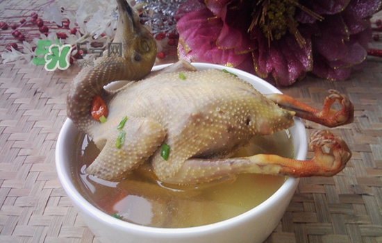 三伏天能吃鴿子嗎？三伏天能喝鴿子湯嗎？