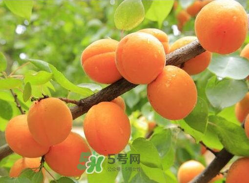 黃桃為什么用鹽水泡？黃桃為什么要用鹽水泡？