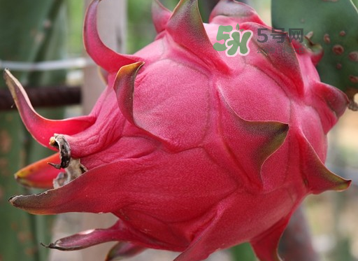 紅心火龍果一天吃幾個(gè)？紅心火龍果一天吃多少？