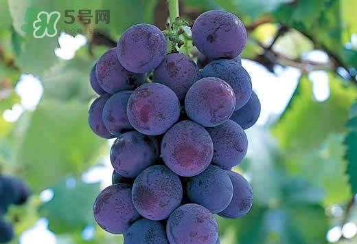 巨峰葡萄是酸性還是堿性？巨峰葡萄是堿性的嗎？