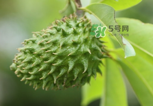 刺果番荔枝怎么吃？釋迦和刺果番荔枝區(qū)別