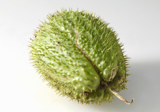 刺果番荔枝多少錢(qián)一斤？刺果番荔枝哪里有賣？