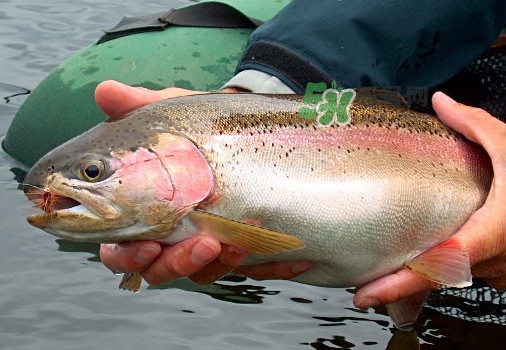 鱒魚可以生吃嗎？鱒魚是海魚還是淡水魚