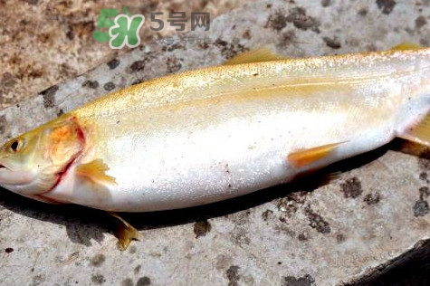 鱒魚(yú)怎么讀？鱒魚(yú)怎么做好吃