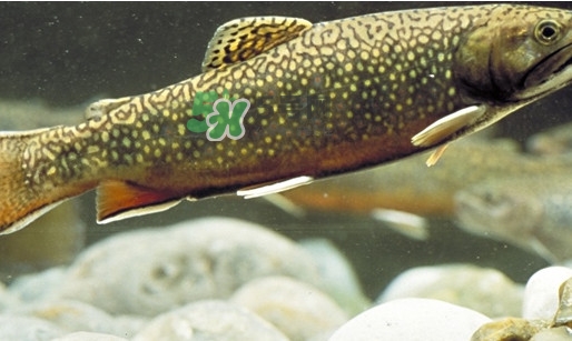 鱒魚(yú)怎么讀？鱒魚(yú)怎么做好吃