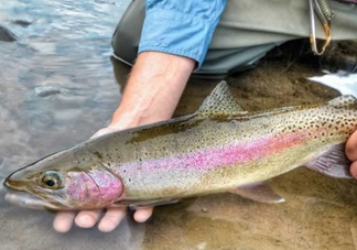 鱒魚可以生吃嗎？鱒魚是海魚還是淡水魚
