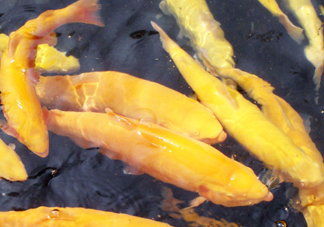 金鱒魚多少錢一斤？金鱒魚刺多嗎
