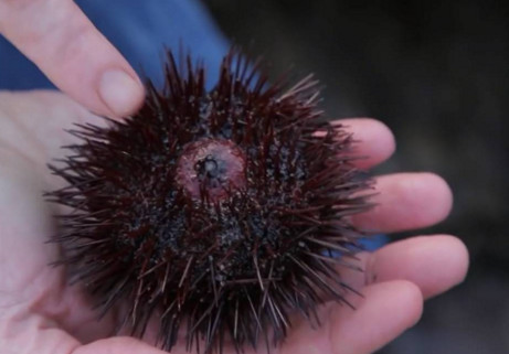 活海膽怎么殺？海膽怎么開(kāi)殼？