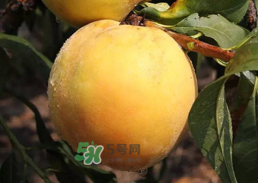 錦繡黃桃多少錢一斤？錦繡黃桃好吃嗎？