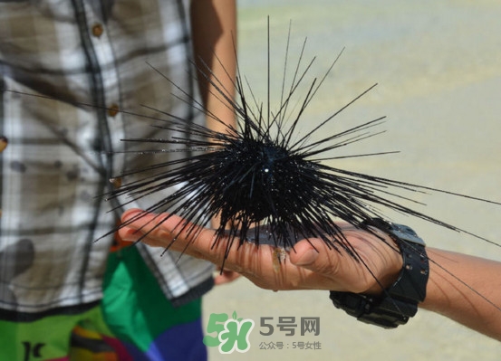 海膽是發(fā)物嗎？海膽是寒性的嗎