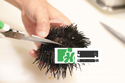 海膽怎么處理？海膽可以生吃嗎？