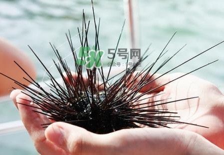 海膽有毒嗎？海膽有寄生蟲嗎