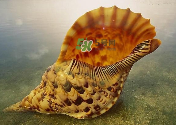 為什么海螺殼里面會有聲音？海螺和韭菜能不能一起吃