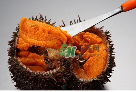 冷凍海膽黃化了能吃嗎？海膽吃多了會(huì)怎樣