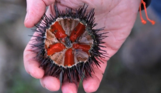 活海膽怎么殺？海膽怎么開(kāi)殼？
