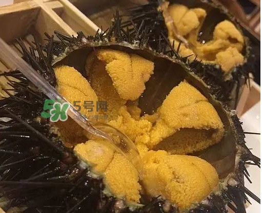 海膽貴嗎？海膽多少錢一斤？