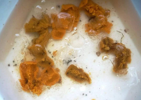 活海膽怎么殺？海膽怎么開(kāi)殼？