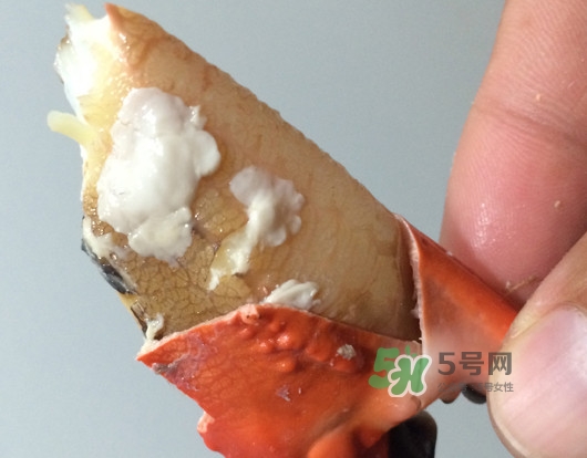 赤甲紅有母蟹嗎？赤甲紅為什么沒有母蟹？