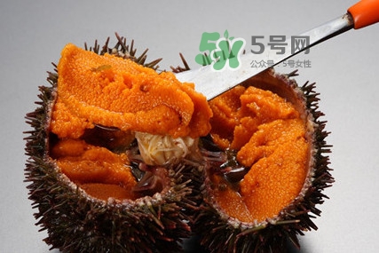 海膽怎么處理？海膽可以生吃嗎？