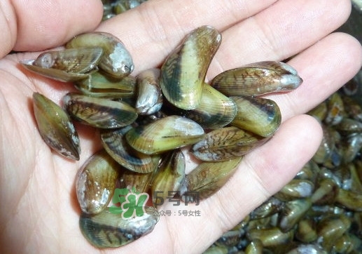 薄殼米是什么？薄殼怎么炒好吃？