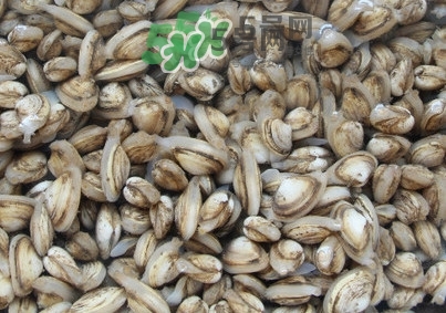 海瓜子怎么養(yǎng)？如何挑選海瓜子