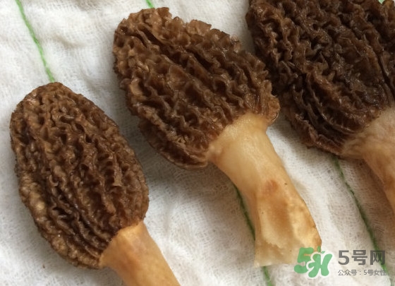 羊肚菌什么時(shí)候采摘？羊肚菌什么季節(jié)有