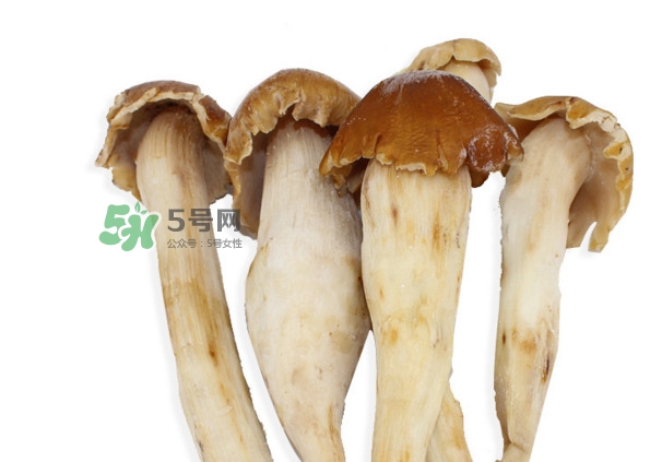 雞樅菌有毒嗎？雞樅菌不能和什么一起吃？