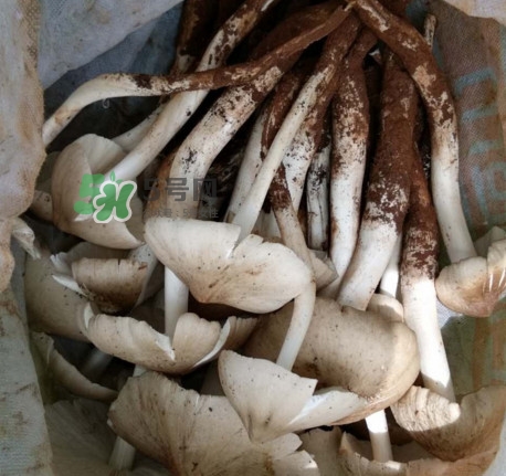雞樅菌什么時候有？雞樅菌生長在什么地方