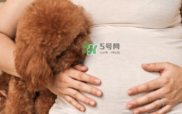 狗對孕婦的危害有哪些？狗對孕婦有影響嗎？