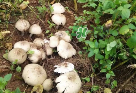 雞樅菌為什么那么貴？雞樅菌為什么離不開白螞蟻