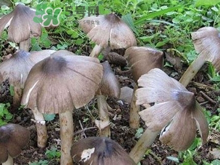 雞樅菌為什么那么貴？雞樅菌為什么離不開白螞蟻