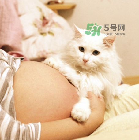孕婦被貓抓了怎么辦？孕婦被貓抓傷了對寶寶有什么影響？