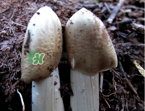 雞樅菌怎么保存？雞樅菌可以放冰箱嗎？
