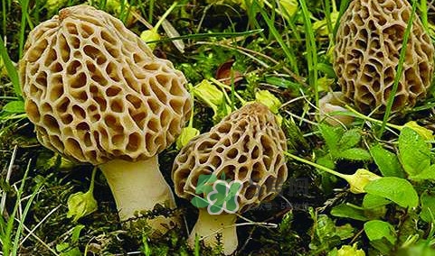 羊肚菌生長在什么地方？羊肚菌同什么煲湯最好